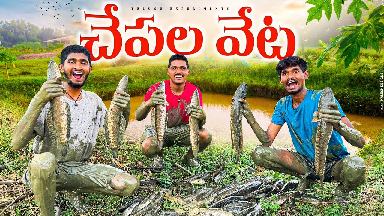 Big Size Snake Head Fish Hunting in Pond 🐟🐟 చేతులతో 50 కిలోల చేపలు పట్టినం 🔥🔥  Telugu Experiments