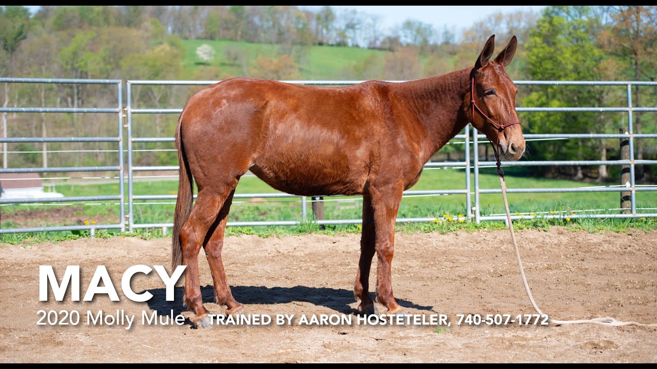 Macy, 2020 Molly Mule, Trail or Kids Mule | Boone County Draft Horse Sale in Missouri
