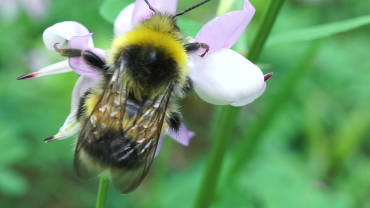 Trzmiel gajowy - Bombus lucorum