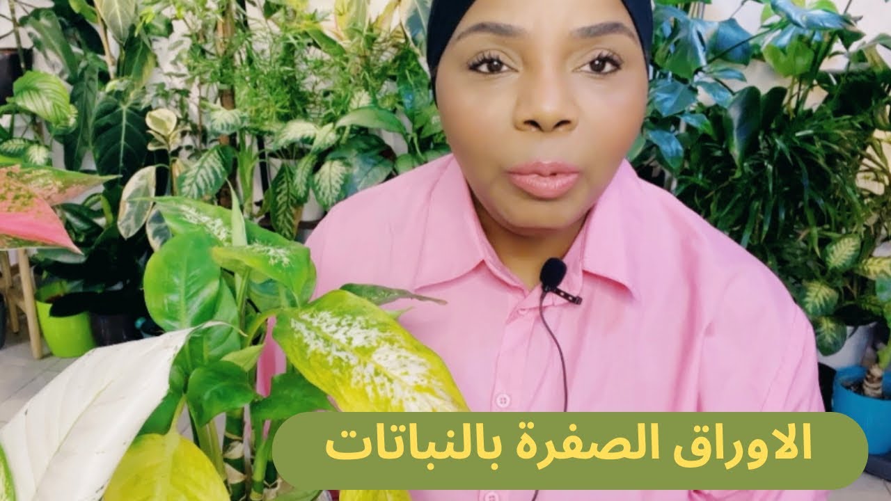 اسباب اصفرار اوراق النباتات المنزلية ؟!