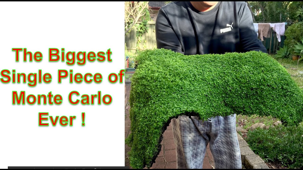 The Biggest Single Piece of Monte Carlo By Dry Start Method Ever !