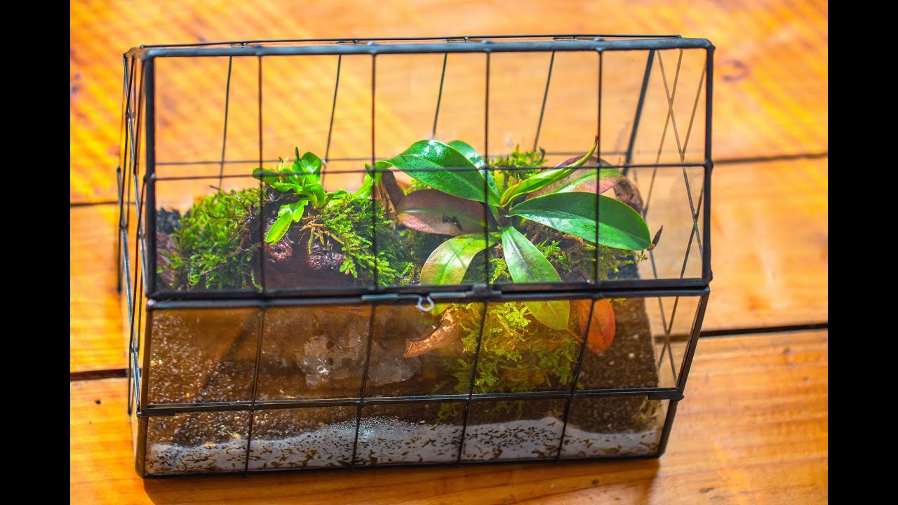 tutorial: build an easy carnivorous plant moss terrarium    