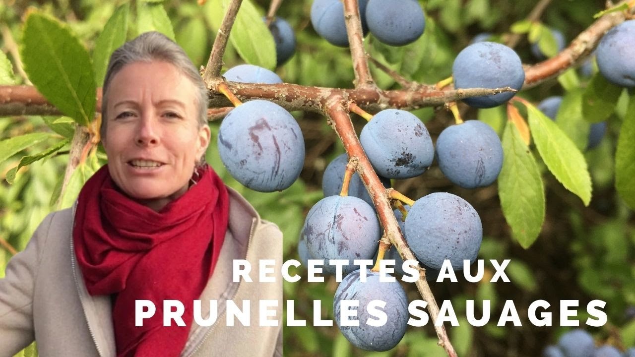Prunelles sauvages