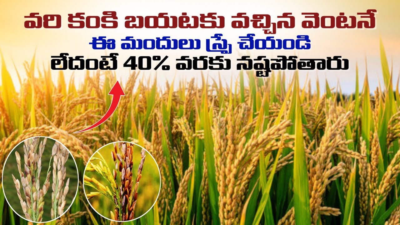 వరి కంకి బయటకు వచ్చే దశలో సరైన మందులు స్ప్రే చేయక 99% రైతులు నష్టపోతున్నారు #gundbugs#bacterialmites