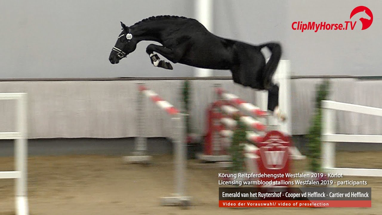 Hengst v. Emerald van het Ruytershof - Cooper vd Heffinck - Cartier vd Heffinck