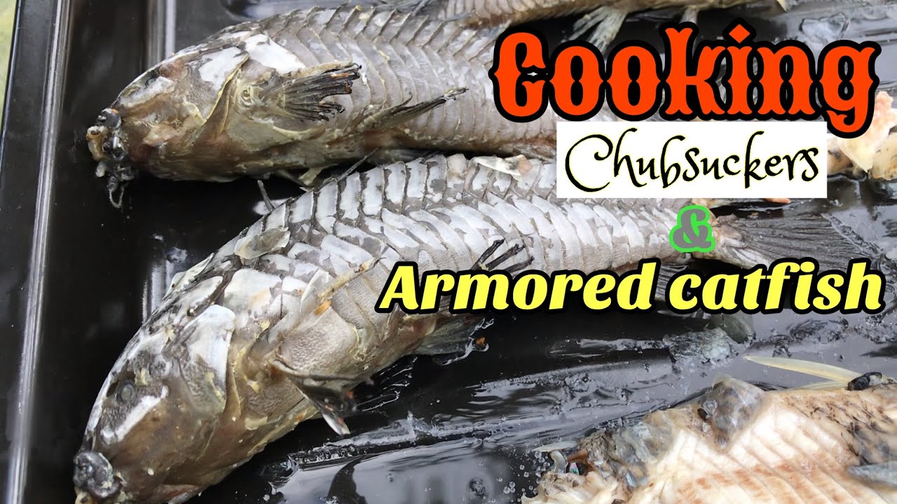 Cooking Armored Catfish and Chubsuckers