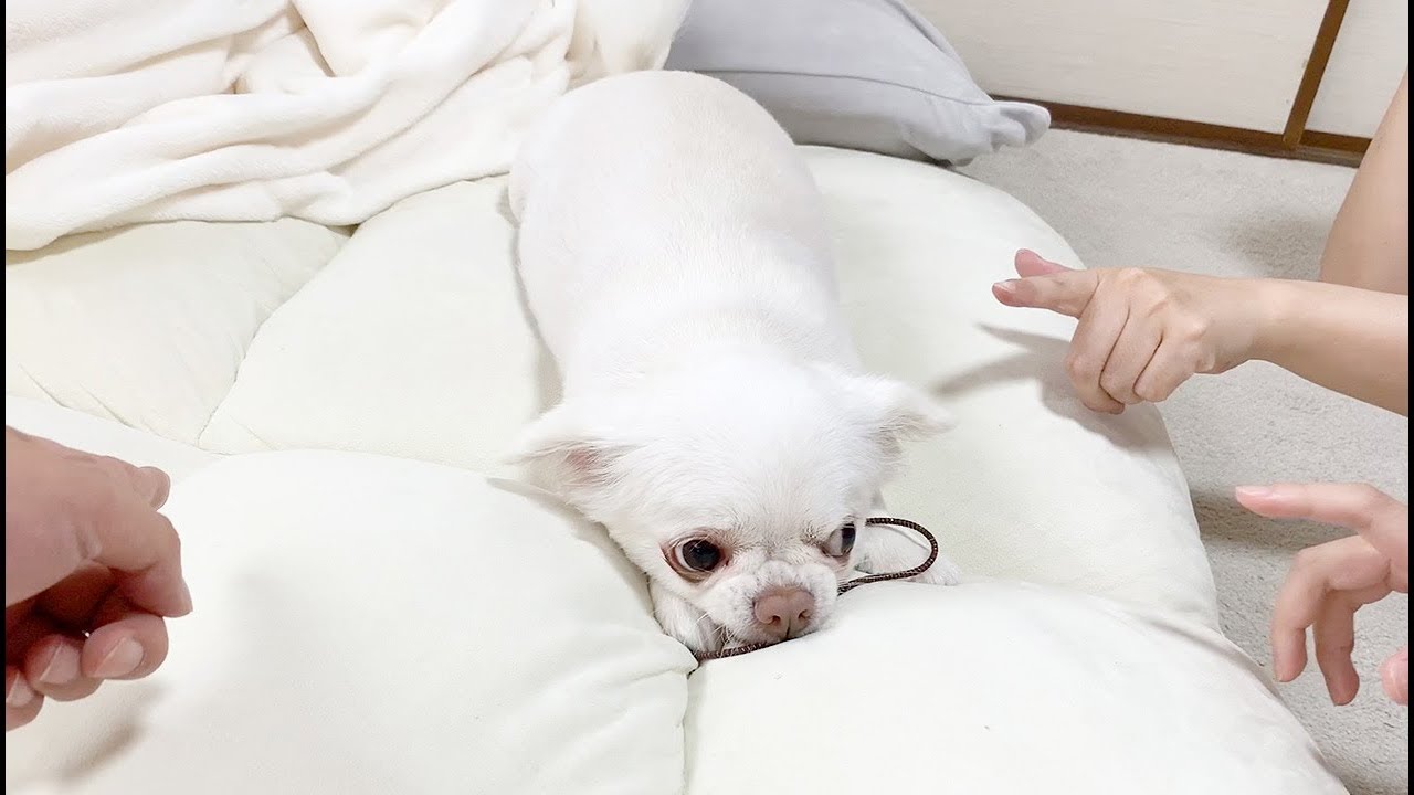 家族に注目して欲しくてイタズラをしている犬！いつもかまってちゃんチワワのコハク