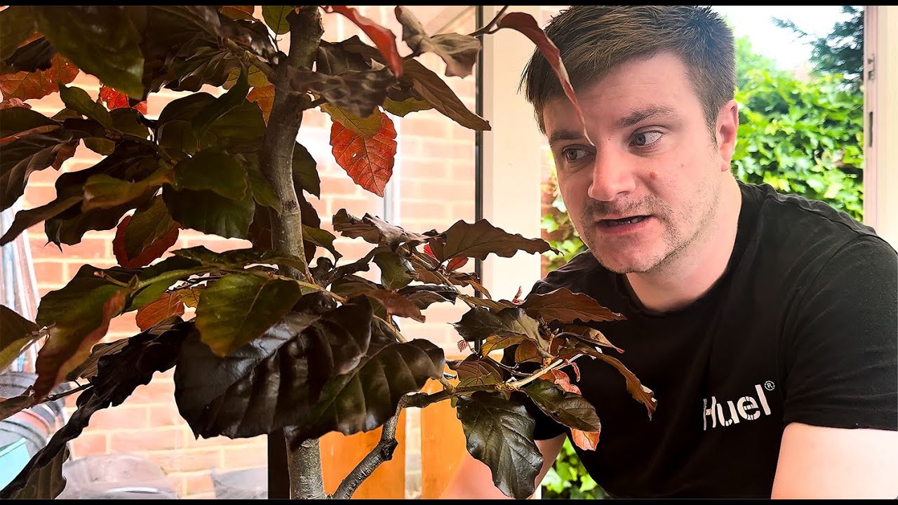 Red Beech Bonsai: Branch Selection, Back Budding & Pest Control - 2025