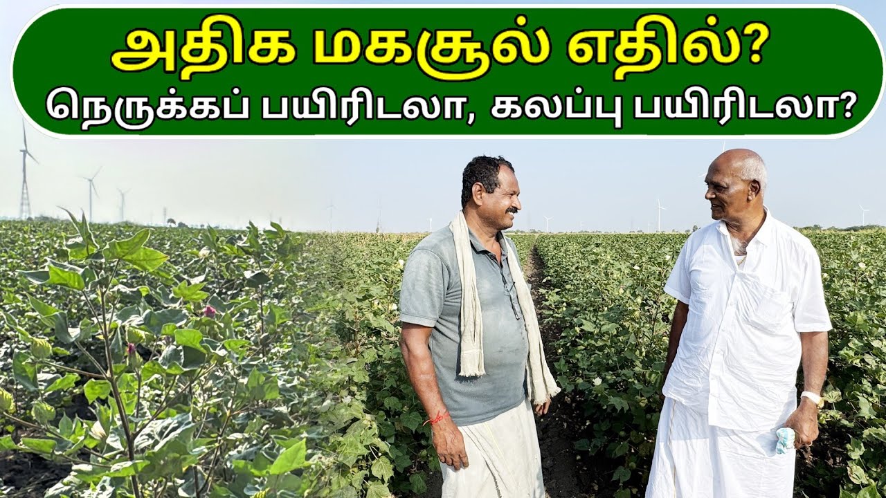 அதிக மகசூல் எதில்? – நெருக்கப் பயிரிடலா, கலப்பு பயிரிடலா? | Which yields the highest? | Ponnus Oils