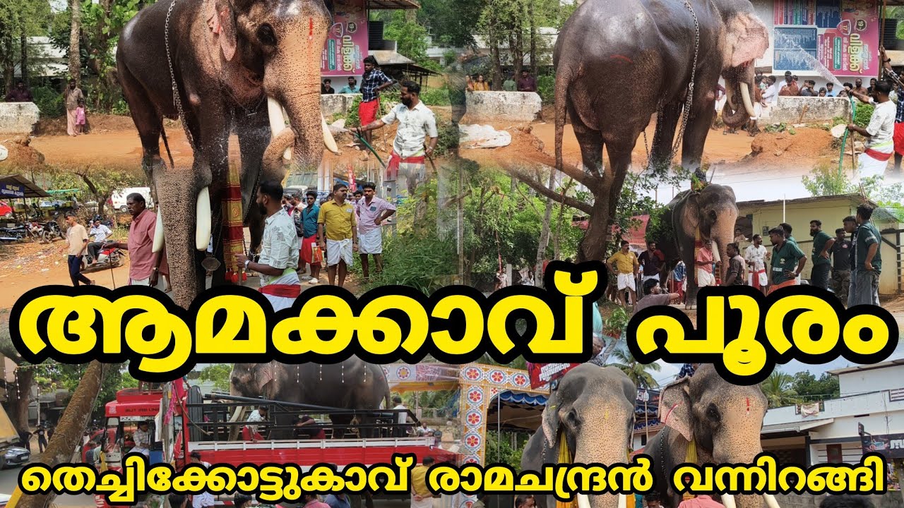 ആമക്കാവ് പൂരം 2026 ഉത്സാഹ കമ്മിറ്റിക്ക് വേണ്ടി തെച്ചിക്കോട്ടുകാവ് രാമചന്ദ്രൻ വന്നിറങ്ങി..