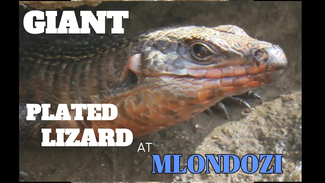 Giant Plated Lizard And Other Wildlife At Mlondozi