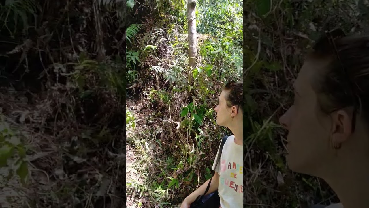 Bunga bangkai mekar di hutan Sumatra