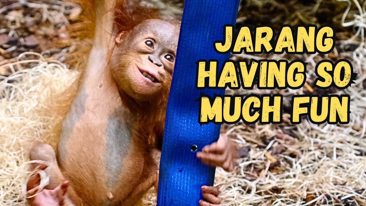 Baby Orangutan Jarang Climbing and Smiling