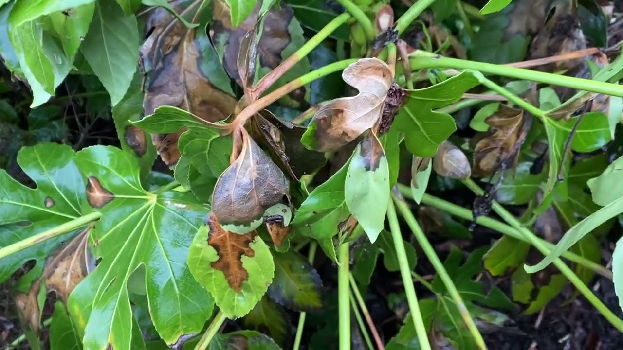 Why do Fatsias always have winter damage?