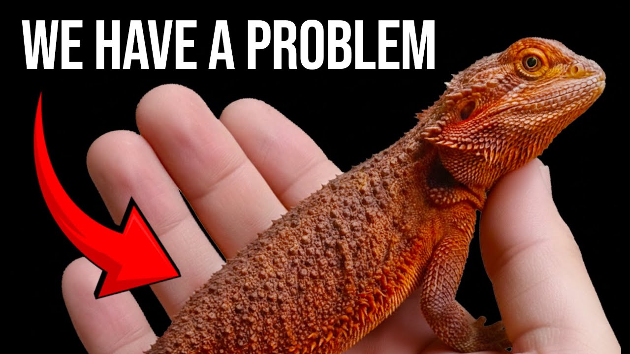 Bearded Dragons are About to be in Trouble