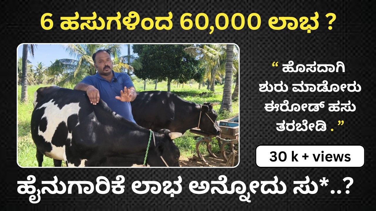 ಹಸು ಸಾಕಾಣಿಕೆ - 6 ಹಸುಯಿಂದ 50 - 60 ಸಾವಿರ ಲಾಭ ?  | dairy farming in kannada | infostream_vlogs