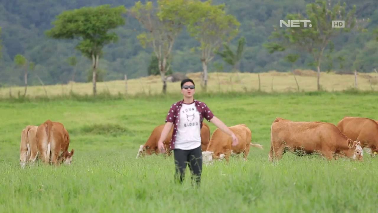 Weekend List - Pembibitan Ternak Unggul di Padang Mengatas