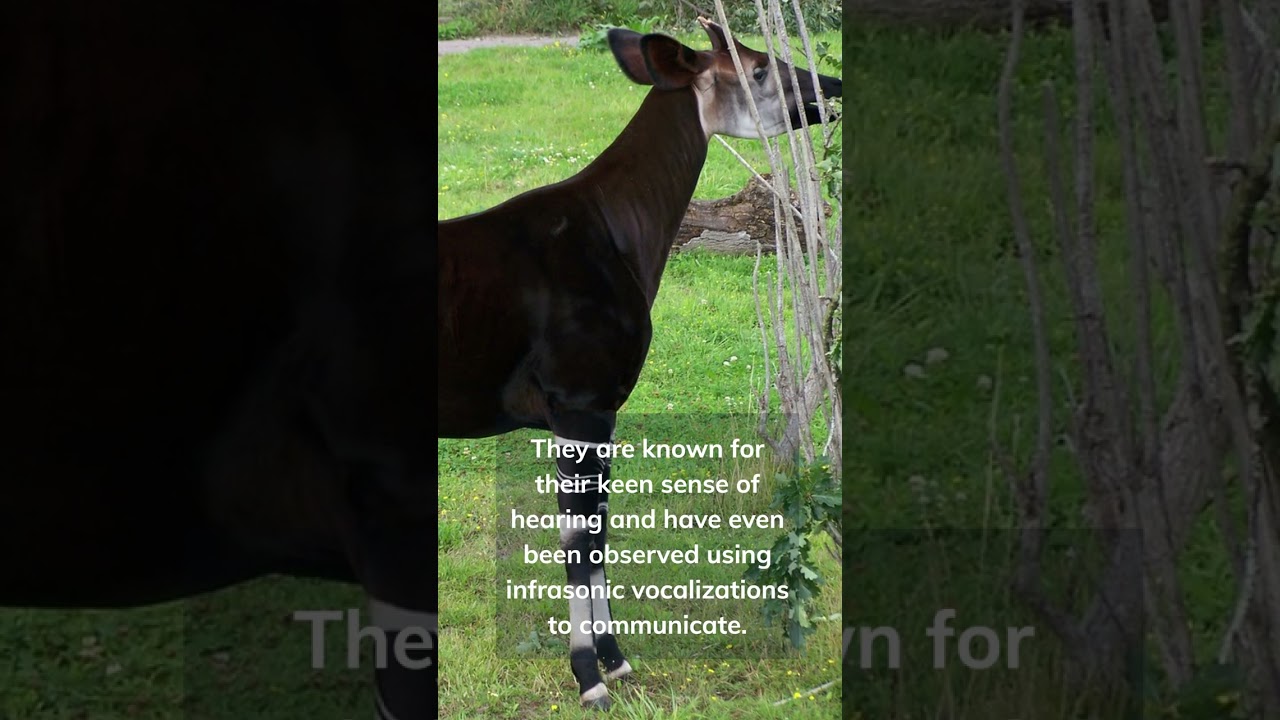 This Weird Giraffes Will Freak You Out