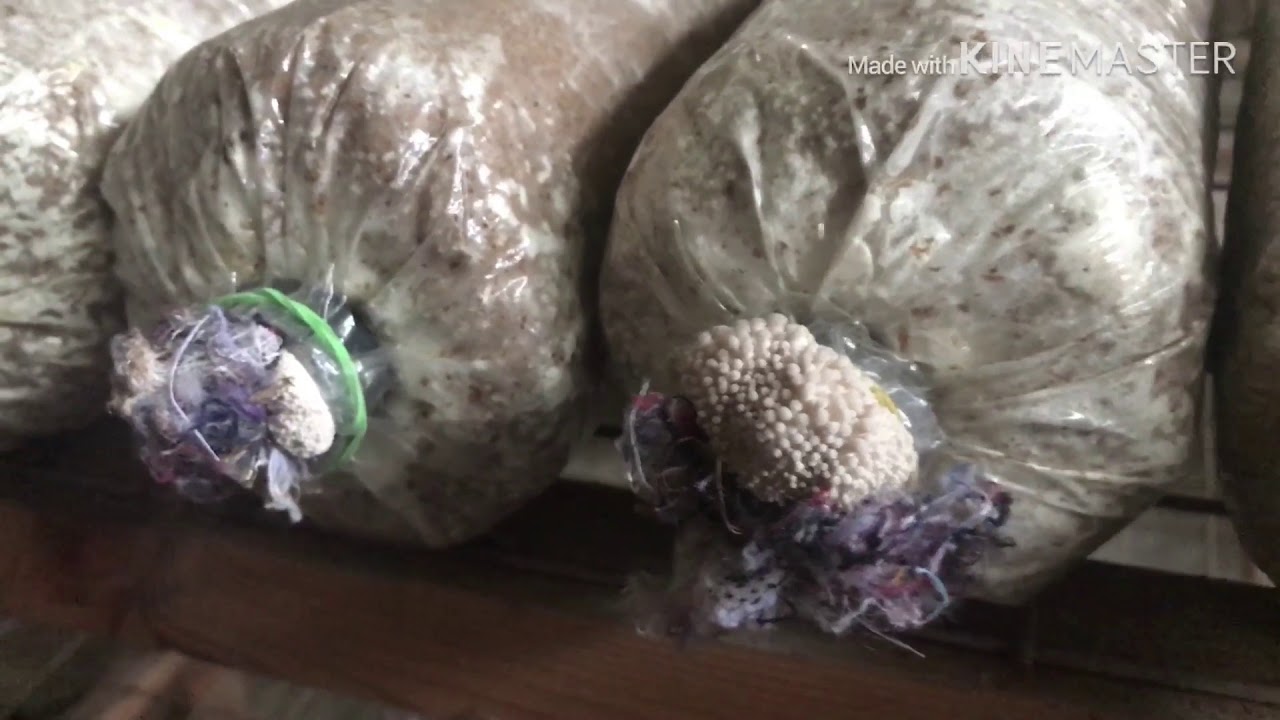 Panu Malaman Kung kelan mgbubunga ang fruiting bags