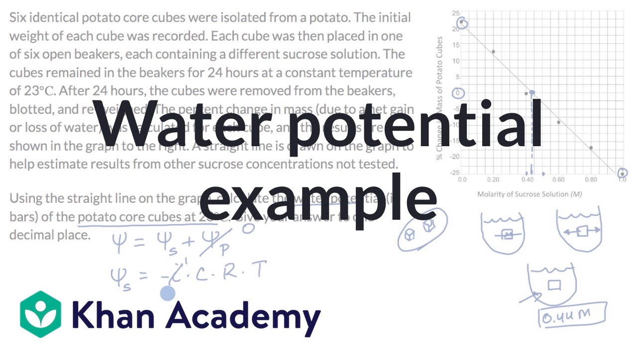 Water potential example | Cell structure and function | AP Biology | Khan Academy