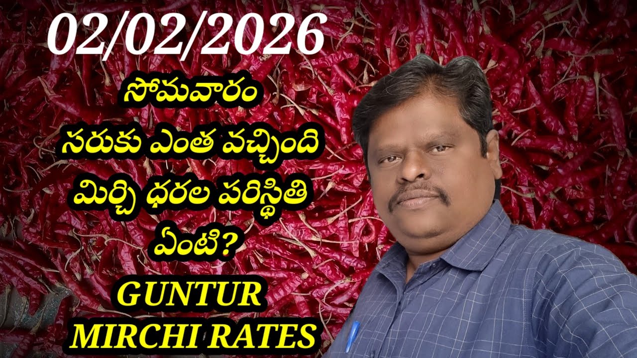 2 February 2026 GUNTUR MIRCHI MARKET RATES గుంటూరు మిర్చి మార్కెట్ ధరలు 