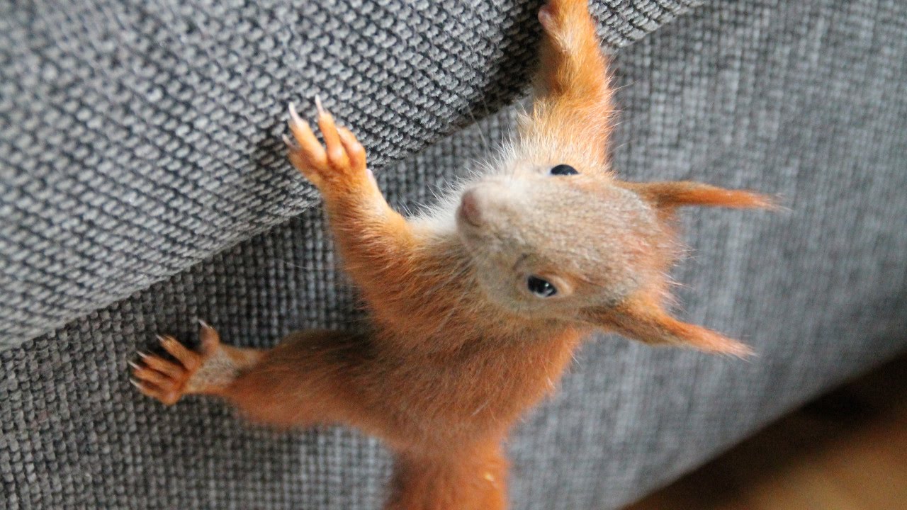 Eichh&ouml;rnchen - Toben, Spielen, Knabbern, Wachsen