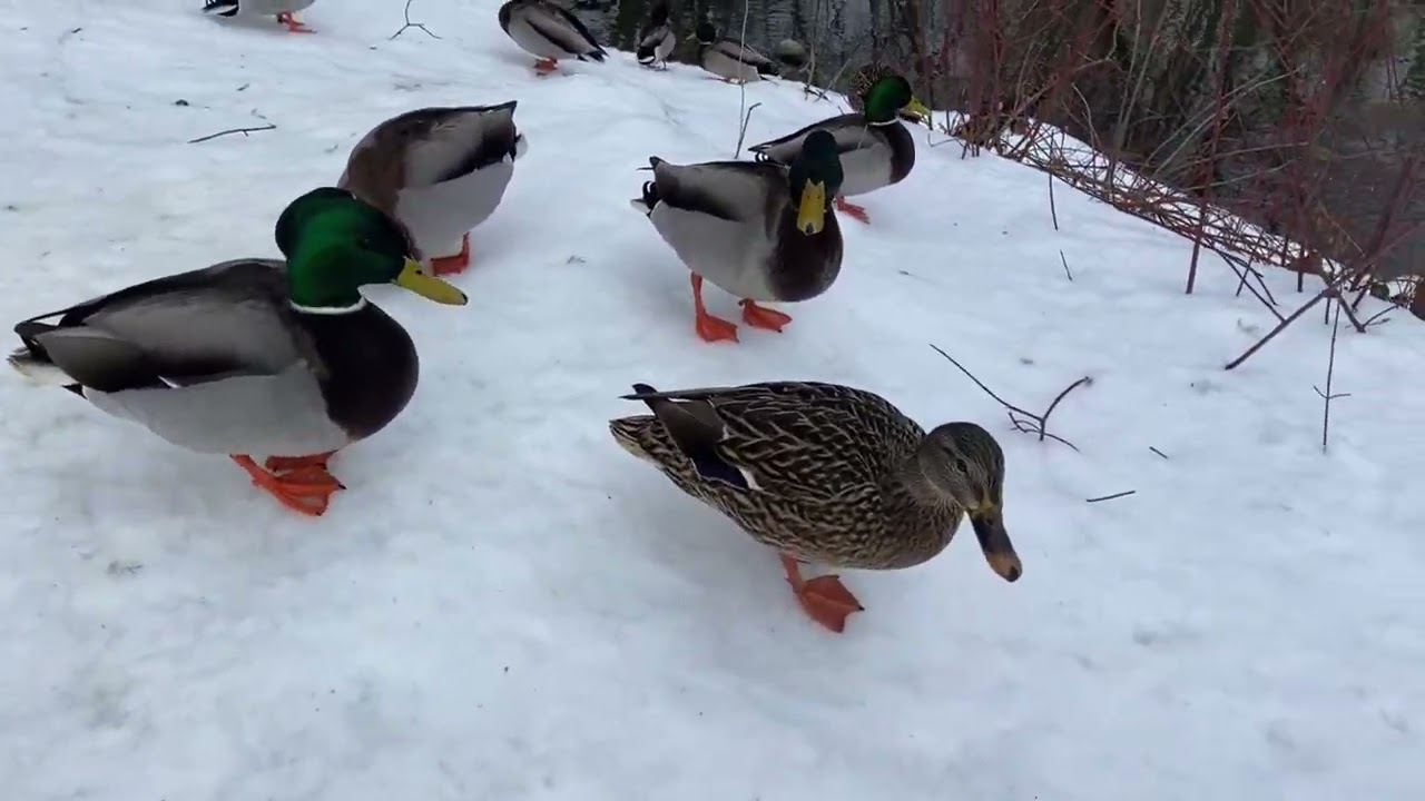 live! Quiet Winter city walk and trail/  no talk city and nature sound 