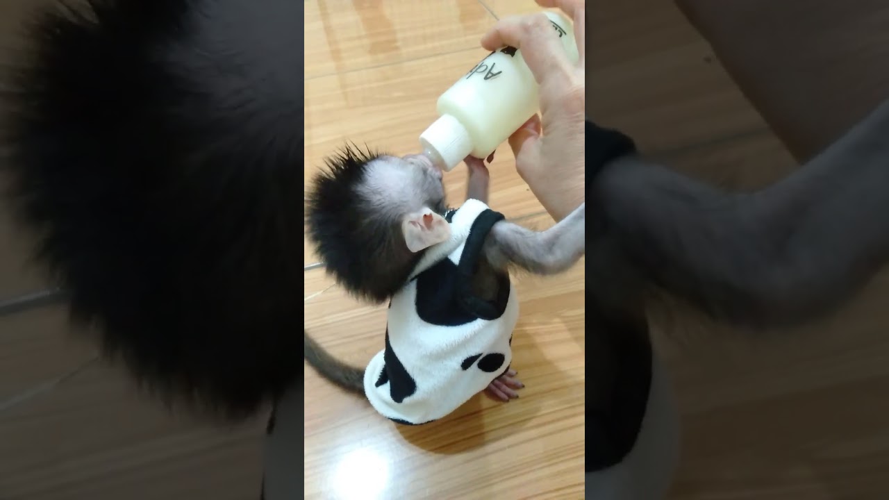 Minggu, 11 Januari 2026  Xiao Mei anak monyet yang kuat minum susu🐒🍼👍