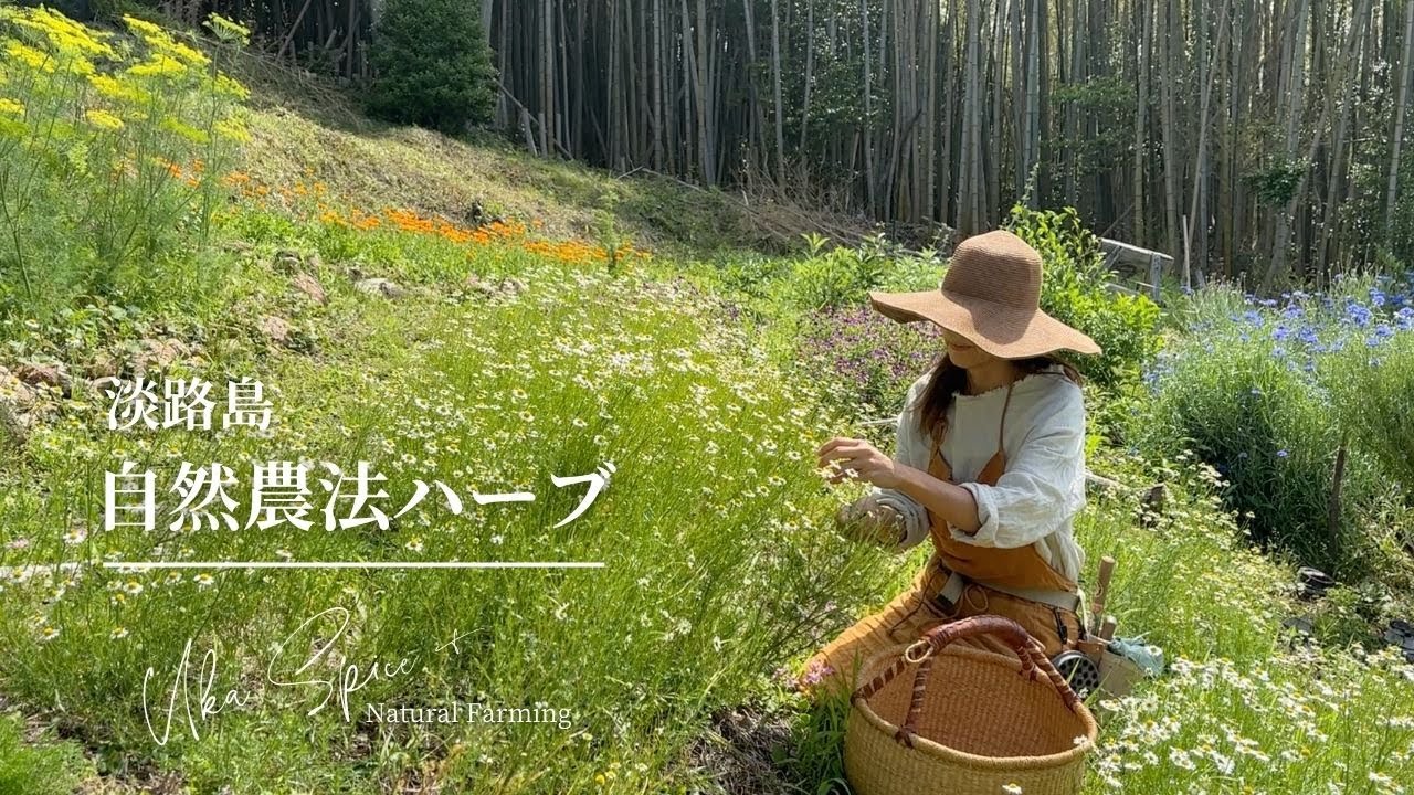 【自然農法ハーブ】竹林跡のハーブの植え付けとハーブのサンプルガーデンの様子