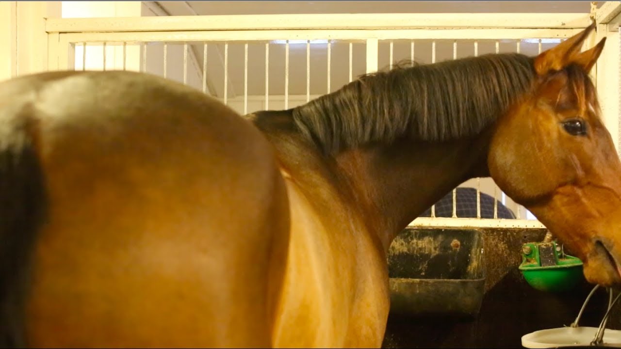 A day at the barn // En dag i stallen - Winter Edition