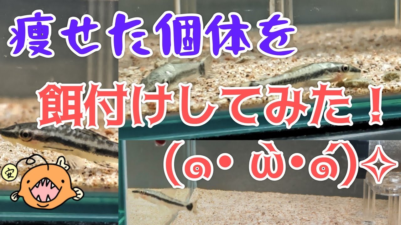 痩せたオトシンクルスを餌付けしてみた話