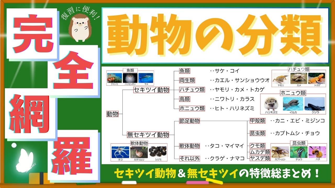 【中学理科】動物の分類　脊椎動物＆無脊椎動物の特徴丸わかり！