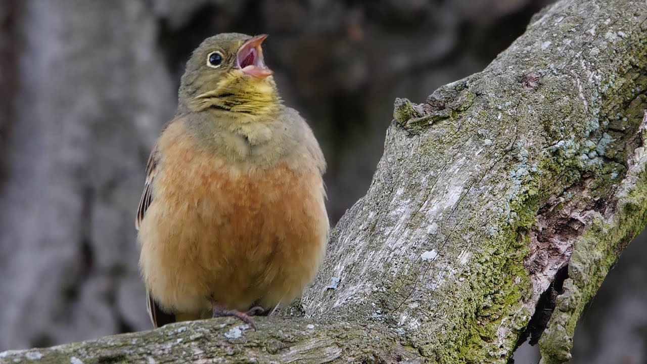 Ortolan