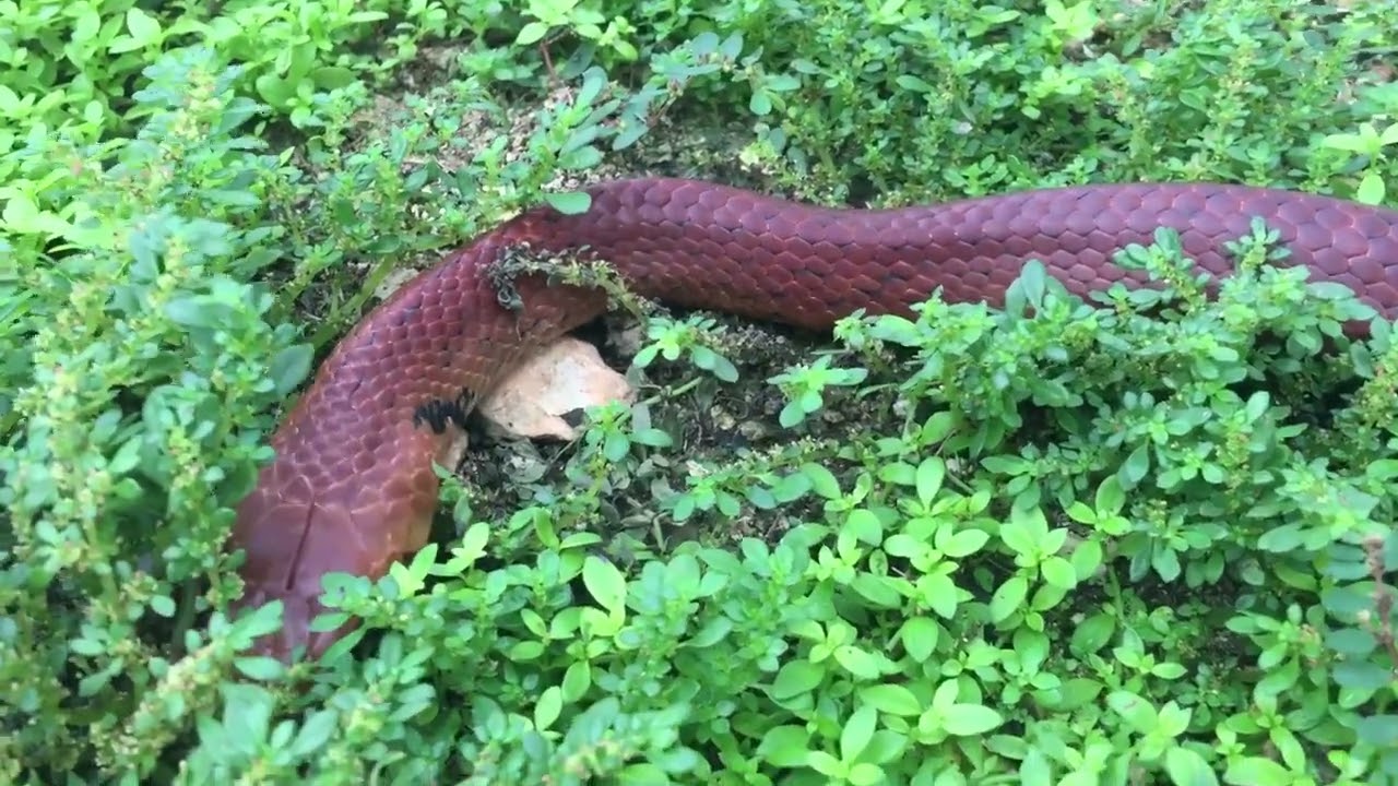 Fresh shed red phase Blacktail Cribo