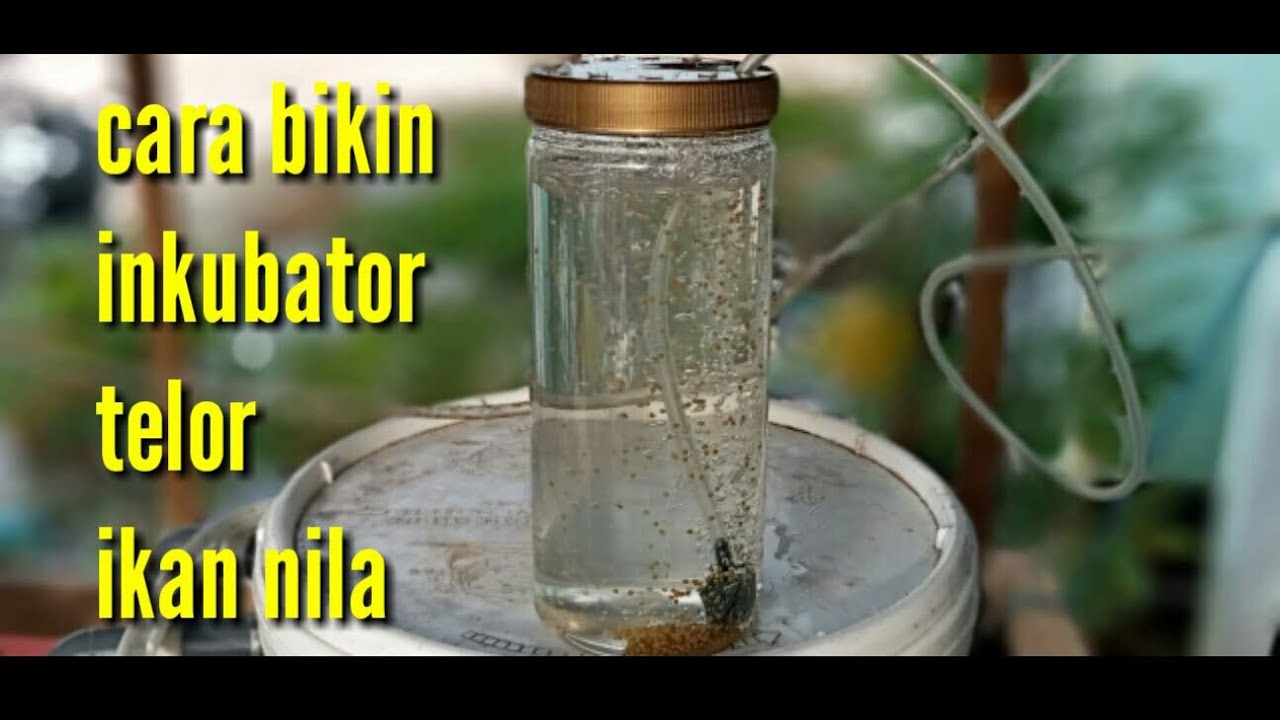 #budidayanila CARA BIKIN INKUBATOR TELUR IKAN NILA sederhana.