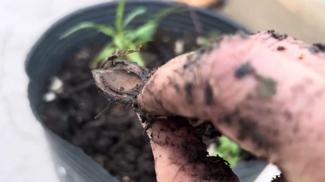 Adivinen qué me germinó? 🍑