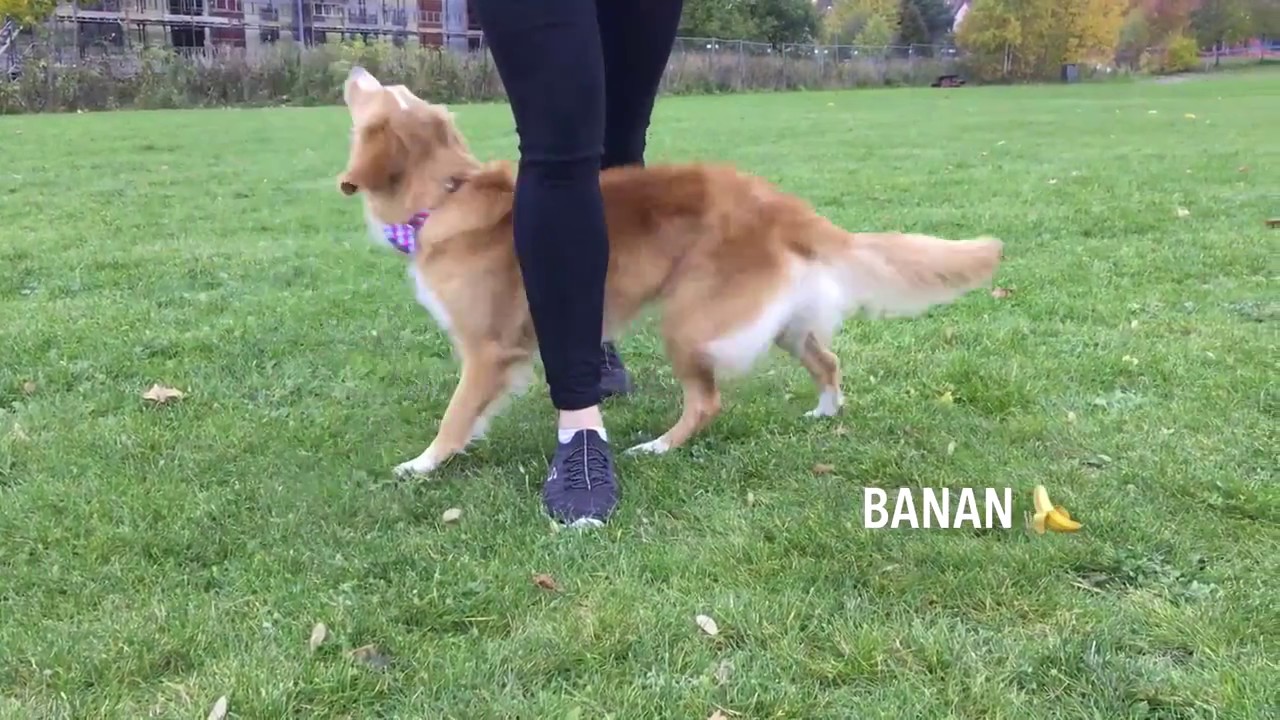 Moxie 2 years old and many tricks! Nova Scotia Duck Tolling Retriever