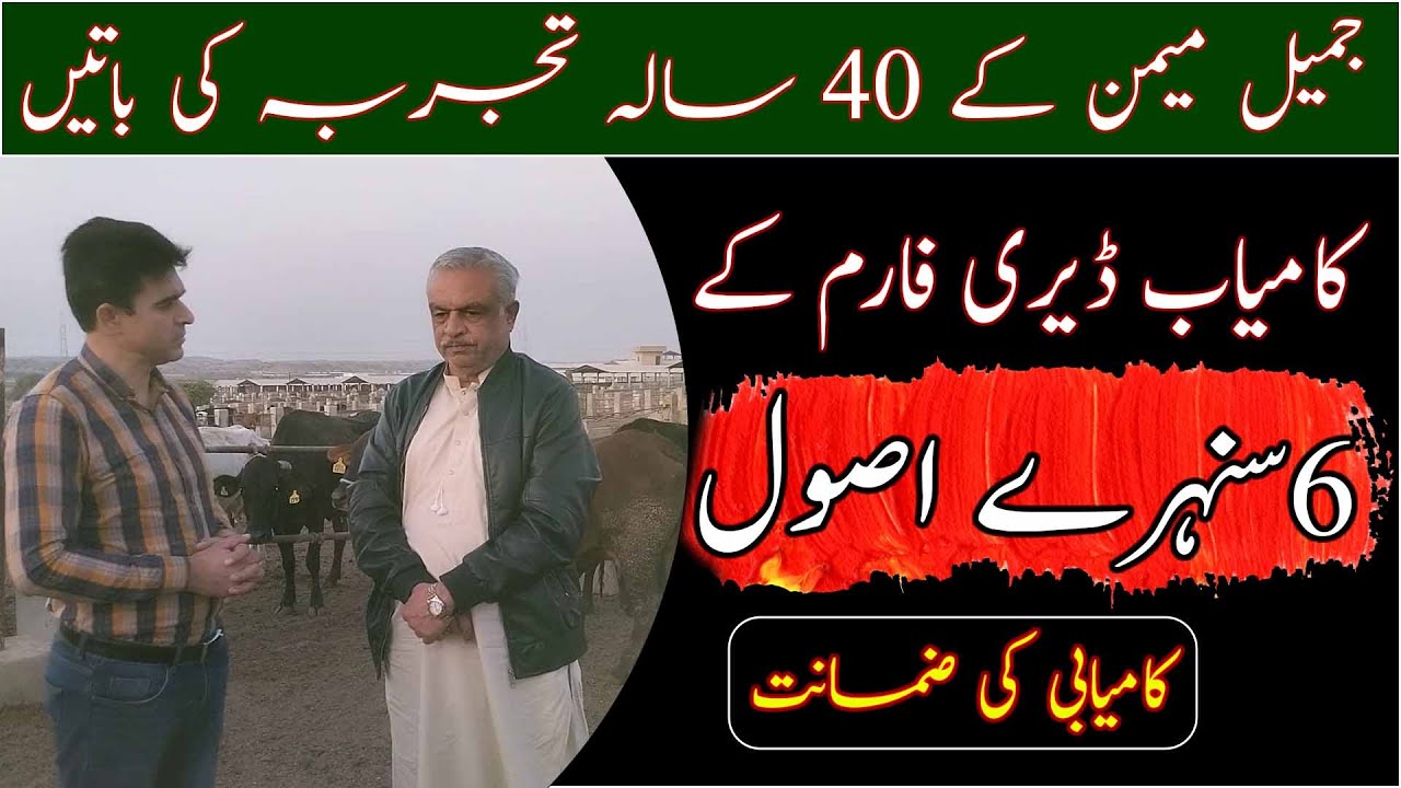 Successful dairy farming techniques|Cow breding|Jamil Memon dairy farming|جمیل میمن ڈیری فارمنگ ماڈل
