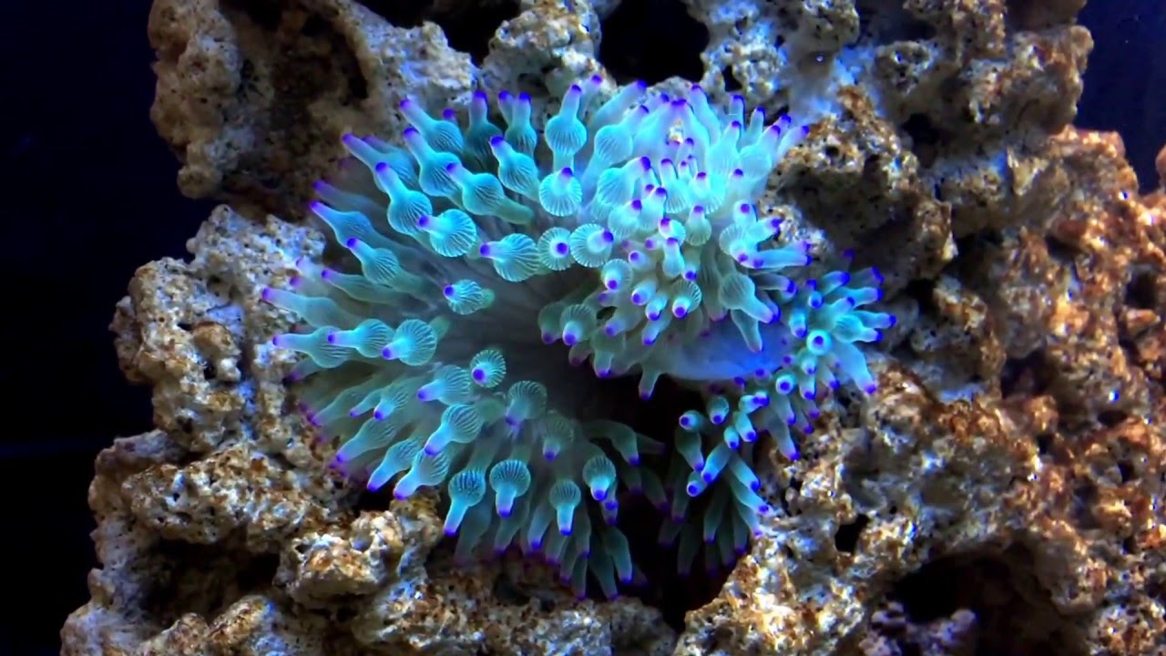 Green Bubble Tip Anemone Feeding
