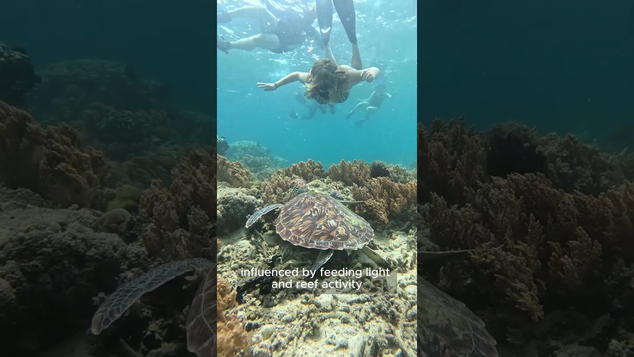 New Study: Daily Cycle In Coral Reefs 