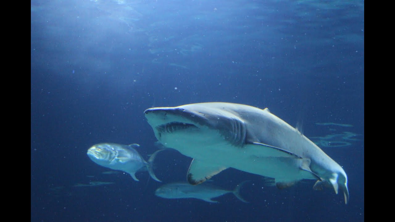 Visita Oceanografic Valencia