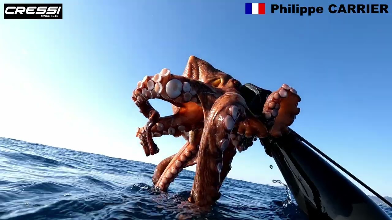 Winter days 5 - Mediterranean spearfishing