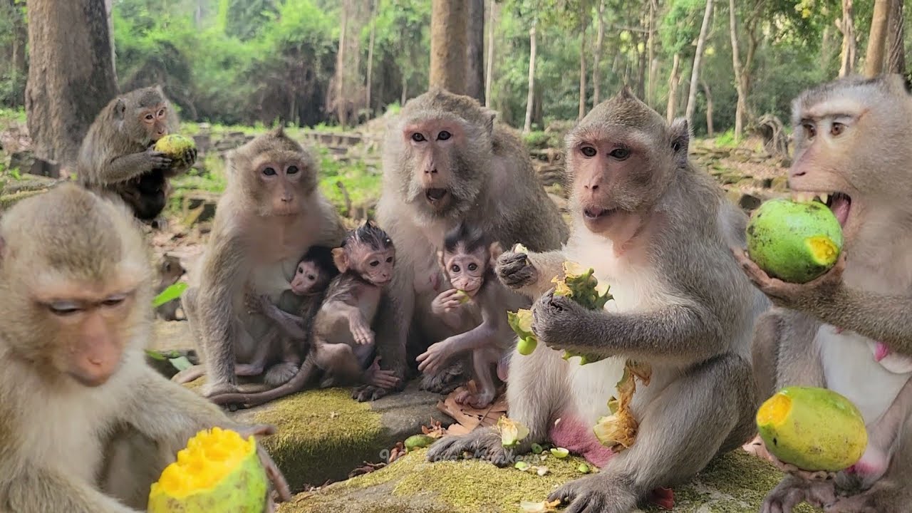 The Lively Morning Breakfast To Lovely Monkeys Pig-tail & Long-tail, They Are Enjoying Eats Together