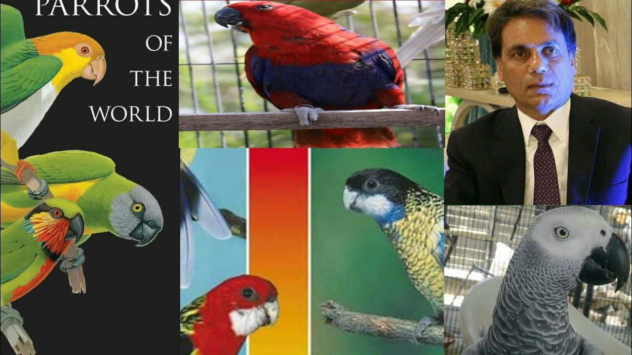 Grey Parrots YellowRingneck Electus RawRingneck Princes Of wheal More Exotic Birds Farm Tahir minhas