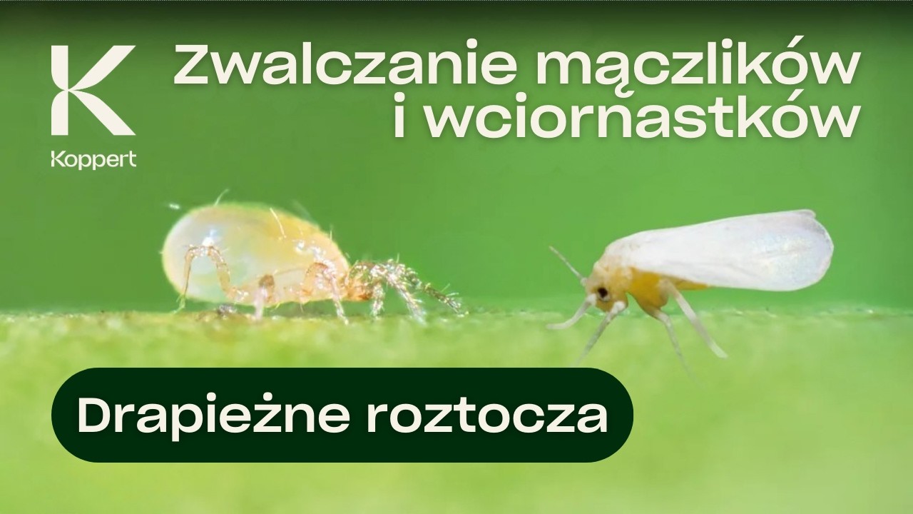 Zwalczanie mączlików i wciornastków | Amblydromalus limonicus | Limonica | Koppert Polska