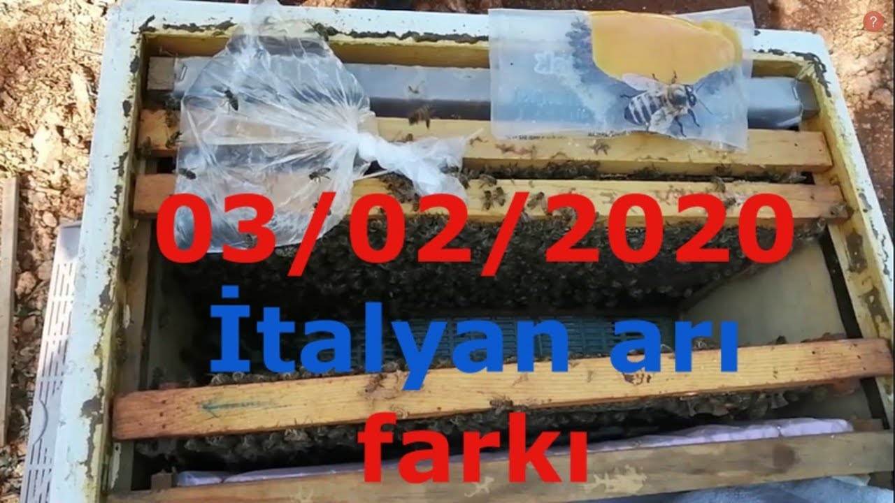 İtalyan arı farkı 03/02/2020  bakım yaptık.