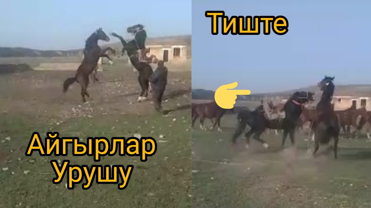 Айгырлар урушу аяабай каттуу урушту .