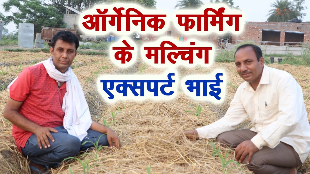 ऑर्गेनिक फार्मिंग में पराली मल्चिंग  से होगी गजब पैदावार Mulching benefits in organic farming