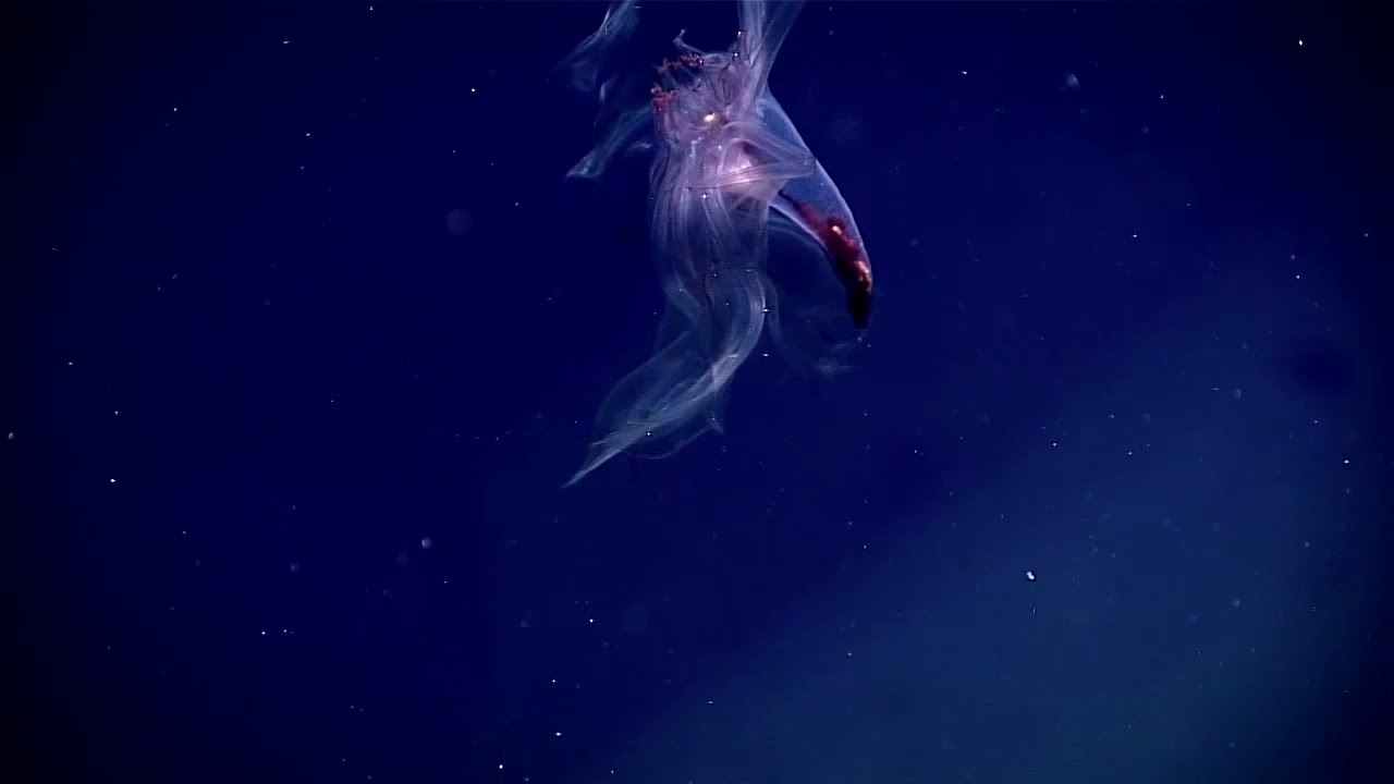 Swimming sea cucumber (deep sea)
