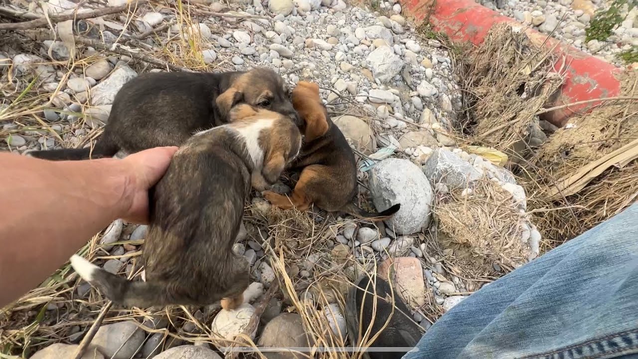 Rescate  cachorros del rio!Que odisea encontrar a estos cachorros viviendo en extremas condiciones😡